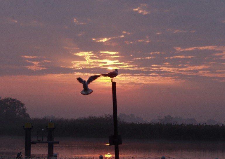 Die Sonne weckt die M&ouml;wen am Stadtkanal in Brandenburg/Havel