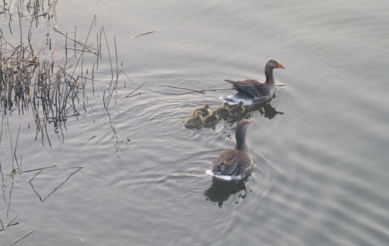 Nach dem Fr&uuml;hst&uuml;ck wird mit den Eltern der Plauersee erkundet.