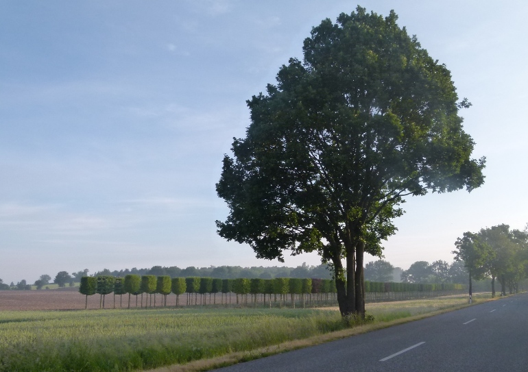 Baumschule, 1.Klassel