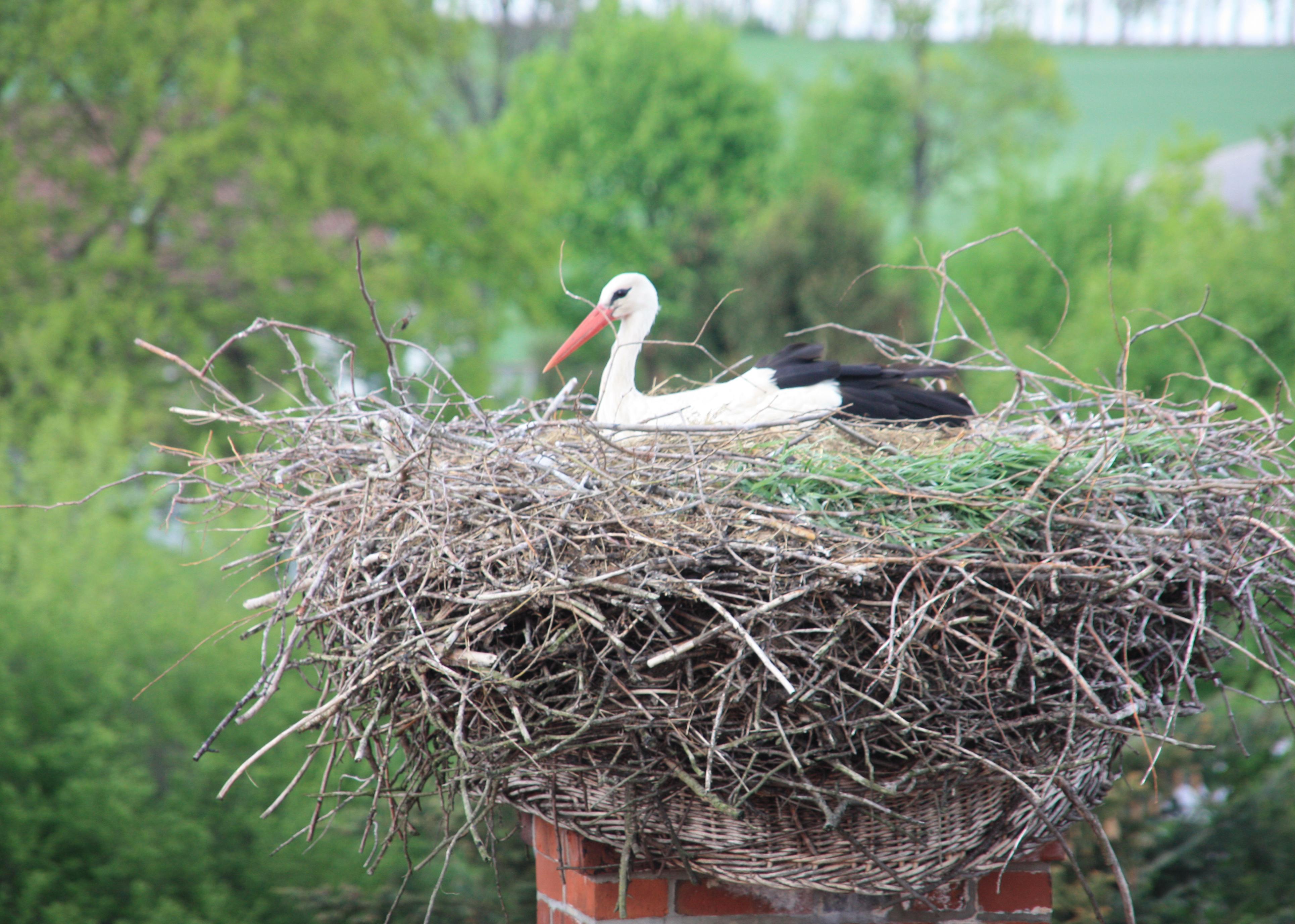 In Woltersdorf wird noch flei&szlig;ig gebr&uuml;tet, nur kurz von der Ausbesserung des Nestes unterbrochen.