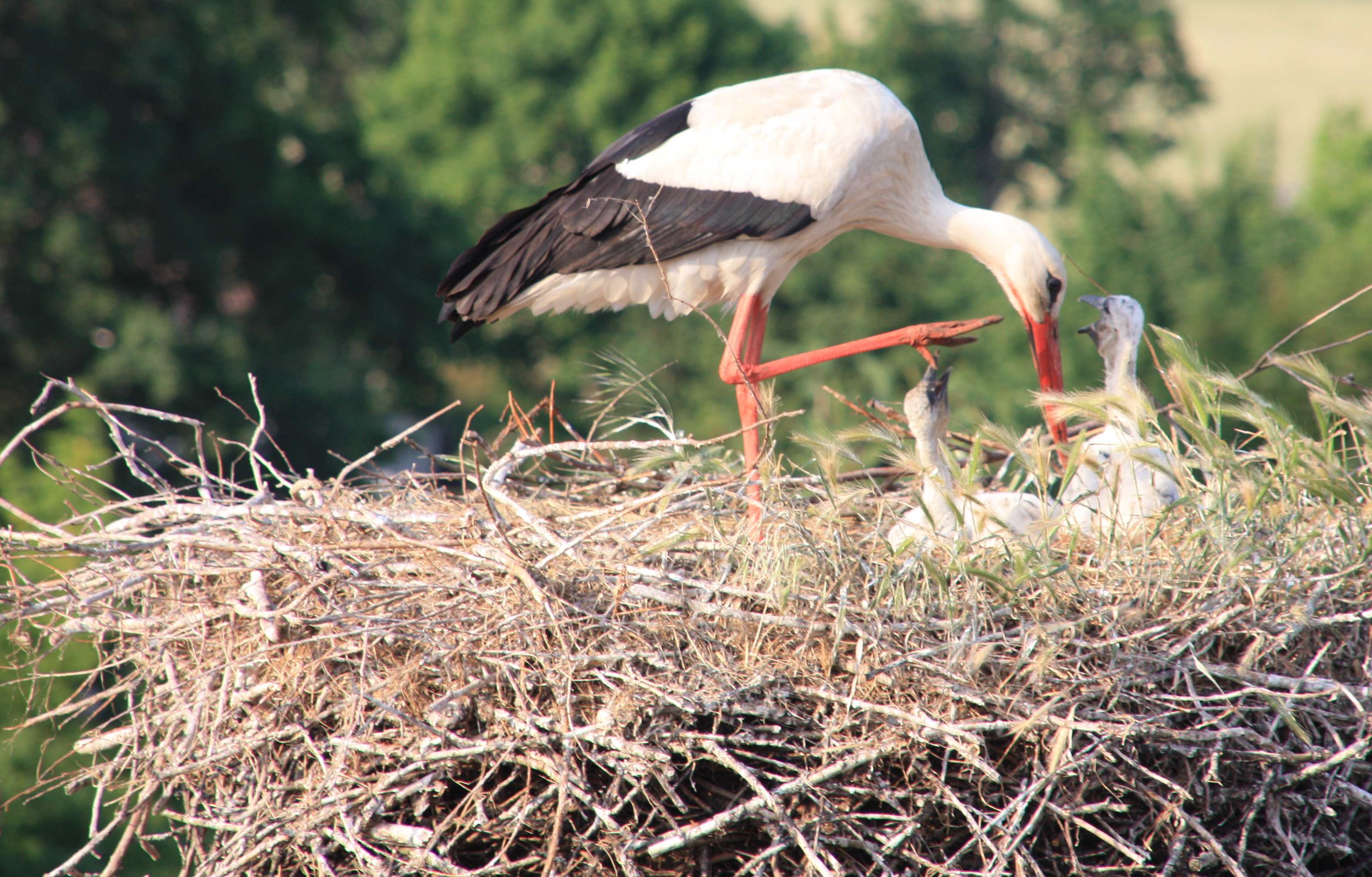 Immer ein offenes Ohr
