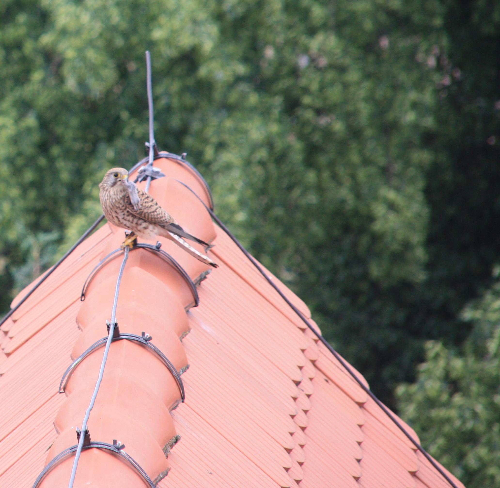 Was passiert im Nest ?