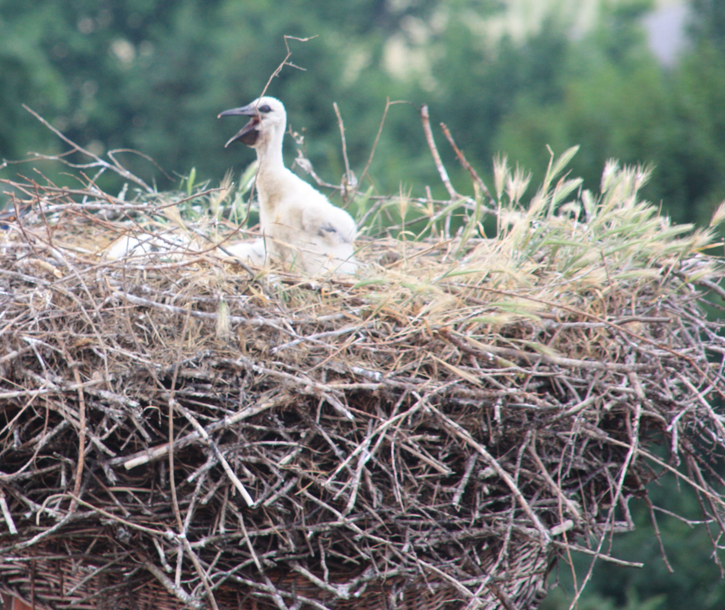 Ich bin schon etwas gro&szlig; und kann den Schnabel aufmachen