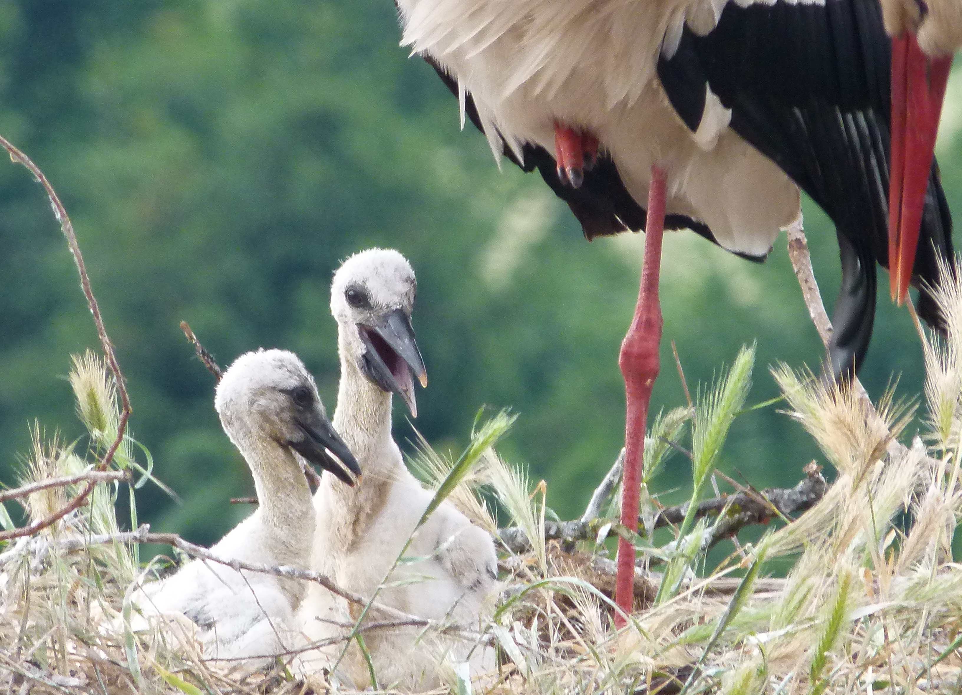 Die Hitze machte den Jungst&ouml;rchen auch am 30.05. zu schaffen.