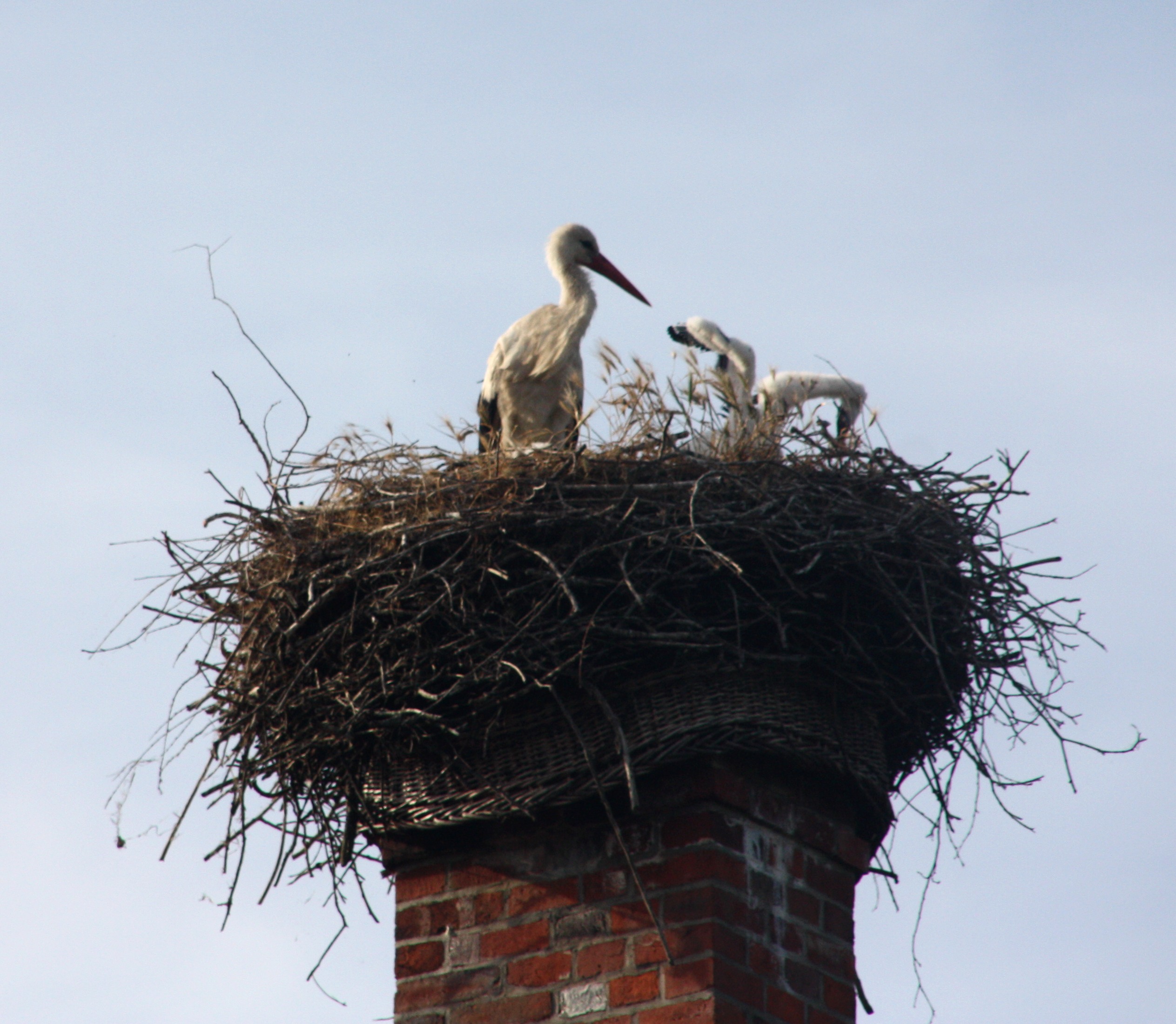 Erste Fl&uuml;gelschl&auml;ge unter Beobachtung