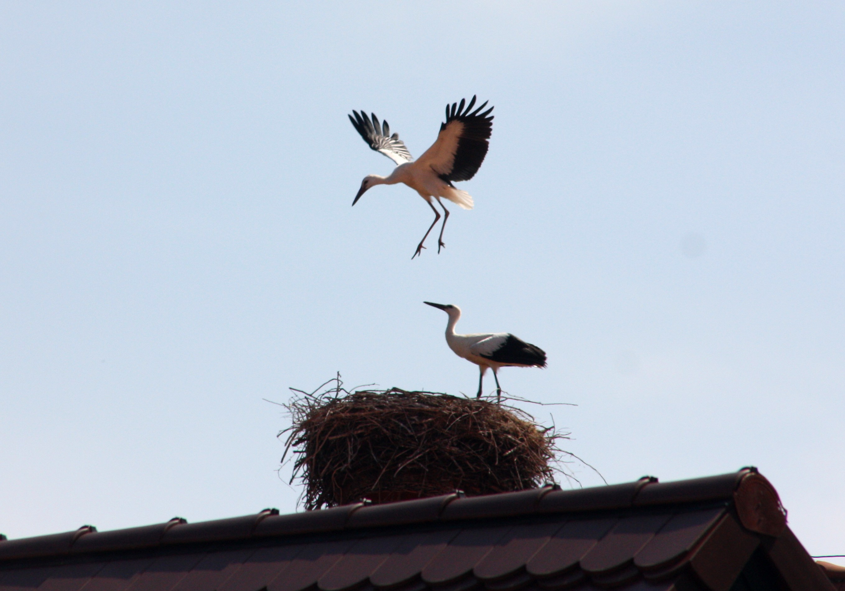 Erste Standschweben &uuml;ber dem Nest