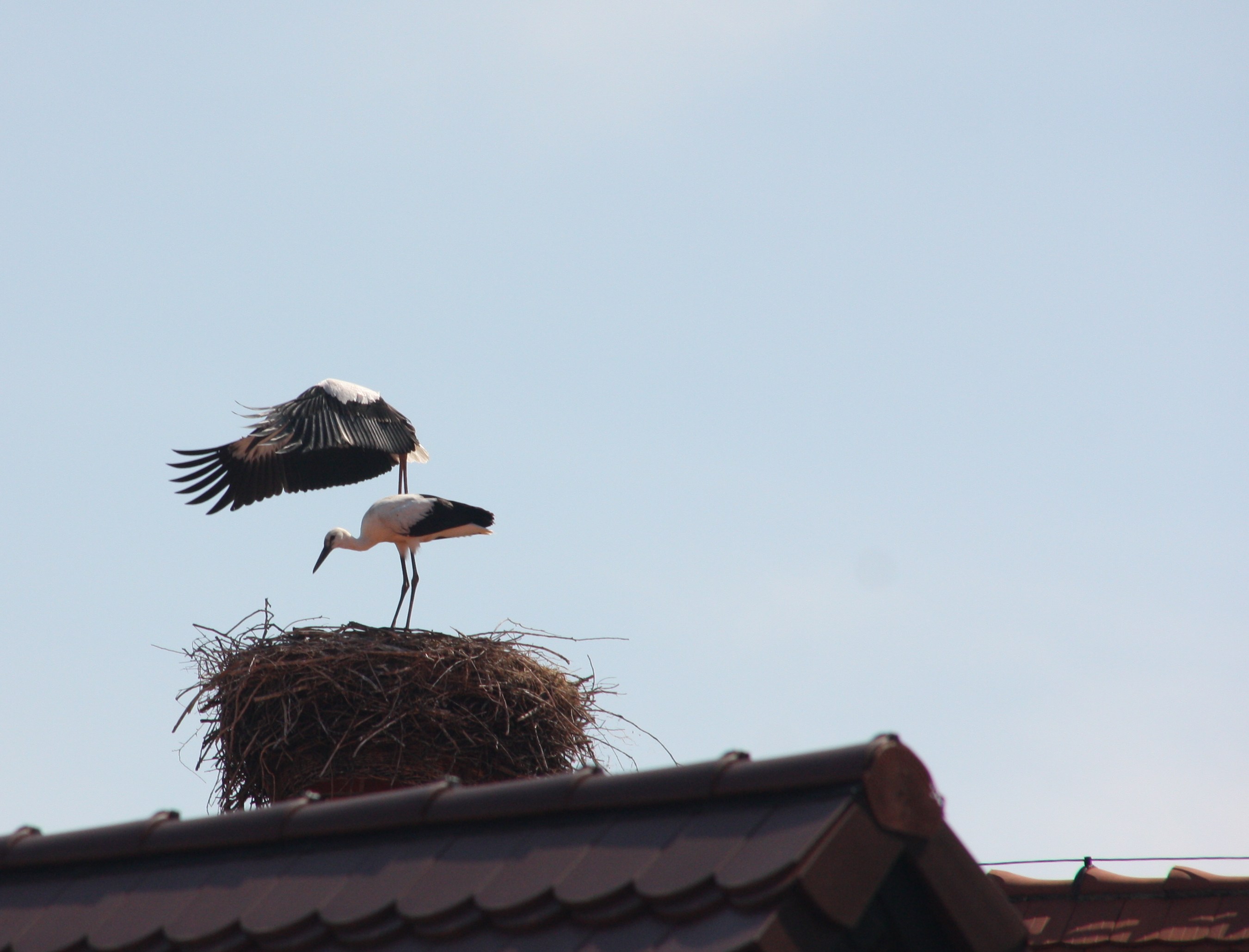 Erste Standschweben &uuml;ber dem Nest