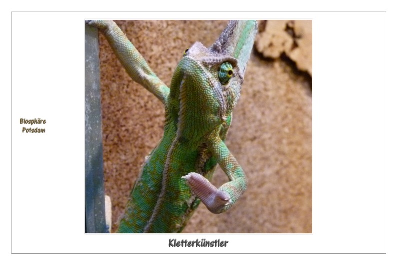 Kletterk&uuml;nstler