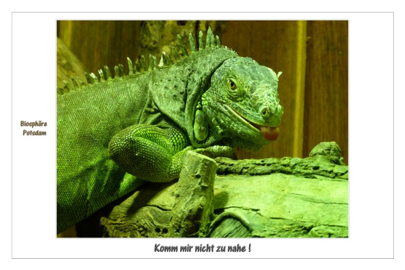 Komm mir nicht zu nahe !