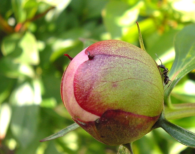 Auf der &ouml;stlichen Halbkugel